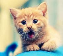 Image result for Cute Wallpaper Pics