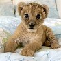Image result for Cute Animal Background Wallpaper