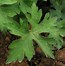 Image result for GERANIUM wallichianum Buxtons variety