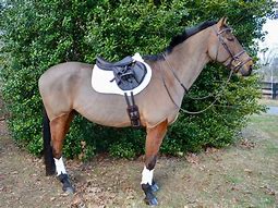 Image result for Race Horse Saddle