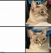 Image result for bold cats memes templates