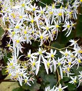 Image result for Saxifraga fortunei Wada