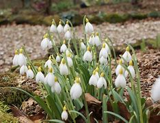 Image result for Galanthus Swanton