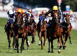 Image result for Goodwood Cup