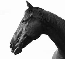 Image result for Horse Head Profile