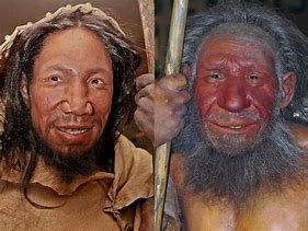 Image result for Neanderthal Homo Erectus