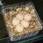 Image result for Acanthochelys radiolata