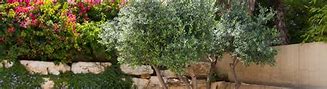 Image result for Soil for Olive Trees in Pots