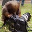 Image result for Funny Camera Animal