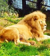 Image result for The Biggest Lion