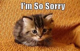 Image result for Sorry Cute Animal