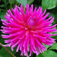 Image result for Dahlia Purple Gem