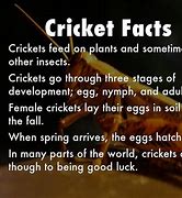 Image result for Cricket Insect Facts for Kids