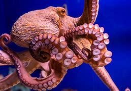 Image result for Octopus Ink Cure Cancer
