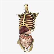 Image result for Human Torso Skeleton
