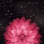 Image result for iPhone 6 Flower Wallpaper