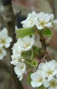 Image result for Pyrus communis Double Flip