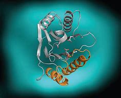 Image result for Enzyme Model