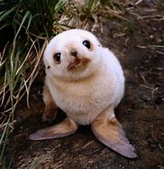 Image result for Cutest Animals Ever Seen Baby