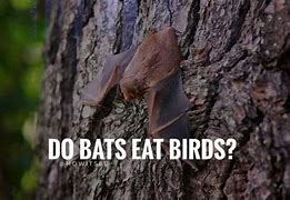Image result for Bat Eating Bird