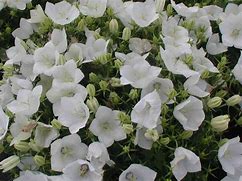 Image result for Campanula carpatica White Clips