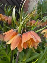 Image result for Fritillaria imperialis Early Fantasy