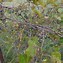 Image result for Vitis riparia