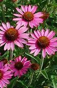 Image result for Echinacea CBG Cone 3 ® (MANGO MEADOWBRITE)