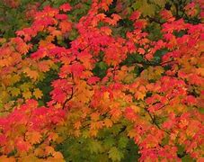 Image result for Vine Maple Leaf