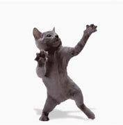 Image result for White Cat Dancing GIF