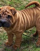 Image result for Chinese Shar Pei Black