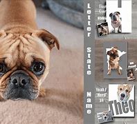 Image result for Domestic Animal Pictures for Print