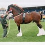 Image result for Riding Horse Breeds