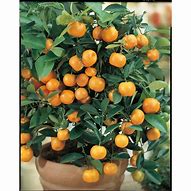 Image result for Lowe's Dwarf Fruit Trees