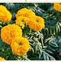 Image result for Mexico Flower