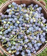 Image result for Concord Grapes