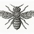 Image result for Cartoon Insects Drawing