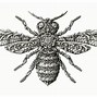 Image result for Insects and Bugs Drawing