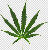 Image result for Marijuana Leaf Cartoon No Background