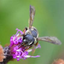 Image result for Megachile Parallela