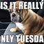 Image result for Tuesday Work Meme Funny