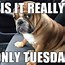 Image result for It's Tuesday Work Meme