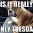 Image result for Tomorrow Is Tuesday Meme