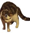 Image result for Cat with Loading Symbol Meme