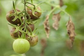 Image result for Tomato Symptoms