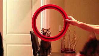 Image result for Funny Cat Tricks