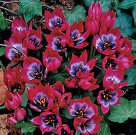 Image result for Tulipa Little Beauty