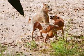 Image result for Dogs Mate Hard
