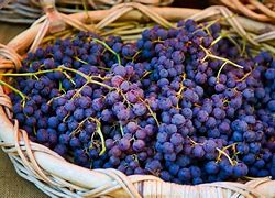 Image result for Common Grape Varieties