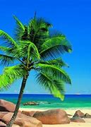 Image result for Beach Wallpaper with Palm Trees
